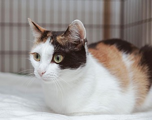 click for enlarge 1500 X 1181 127.4 Kb picture