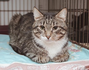 click for enlarge 1500 X 1181 237.0 Kb picture