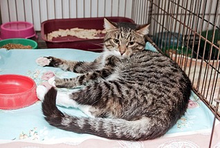 click for enlarge 1795 X 1205 343.0 Kb picture