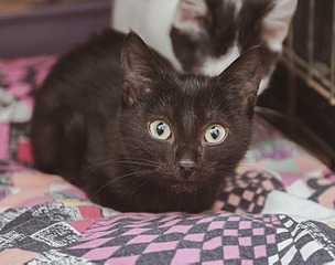 click for enlarge 1500 X 1181 169.9 Kb picture