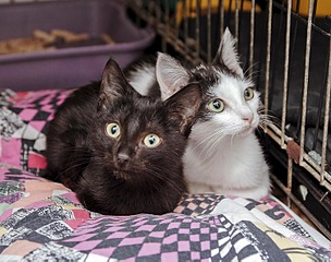 click for enlarge 1500 X 1181 221.7 Kb picture