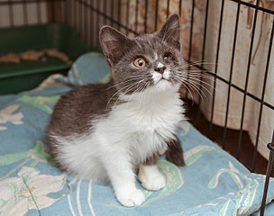 click for enlarge 1500 X 1181 158.2 Kb picture