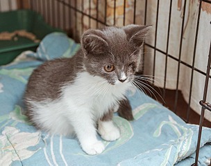 click for enlarge 1500 X 1181 185.0 Kb picture