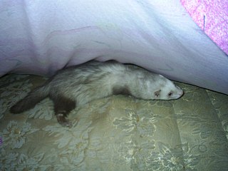 click for enlarge 1280 X 960 152.2 Kb picture