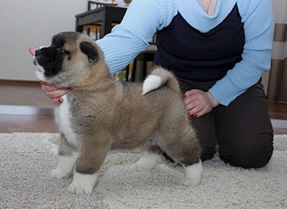 click for enlarge 1920 X 1397 479.7 Kb picture