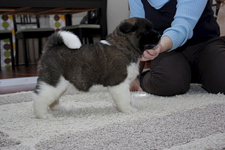 click for enlarge 1920 X 1278 466.6 Kb picture