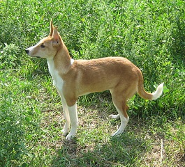 click for enlarge 780 X 705 351.2 Kb picture