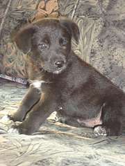 click for enlarge 1920 X 2560 455.4 Kb picture