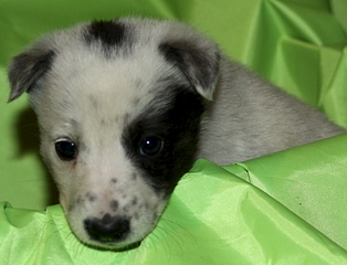 click for enlarge 1920 X 1465 148.5 Kb picture