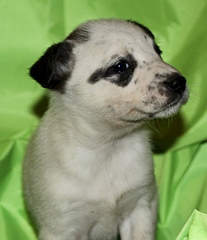 click for enlarge 1920 X 2223 183.0 Kb picture