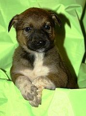 click for enlarge 1920 X 2580 221.7 Kb picture