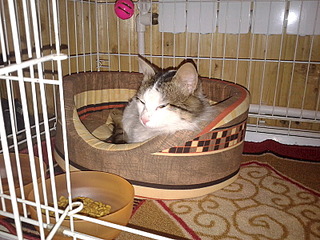 click for enlarge 800 X 600 172.3 Kb picture
