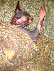 click for enlarge 1008 X 1309 495.8 Kb picture