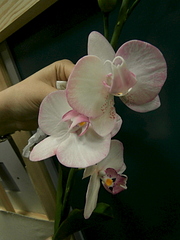 click for enlarge 600 X 800 193.4 Kb picture