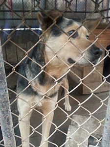 click for enlarge 1920 X 2560 448.8 Kb picture