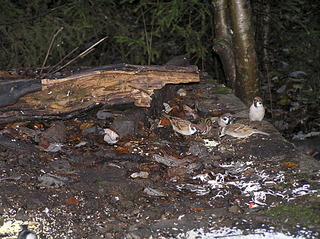 click for enlarge 1920 X 1436 387.8 Kb picture