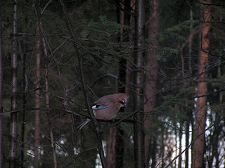 click for enlarge 1920 X 1436 854.5 Kb picture