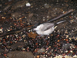 click for enlarge 1920 X 1436 1003.7 Kb picture