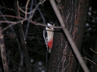 click for enlarge 1920 X 1436 836.7 Kb picture