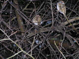 click for enlarge 1920 X 1436 926.3 Kb picture