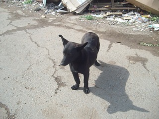 click for enlarge 1920 X 1440 742.1 Kb picture