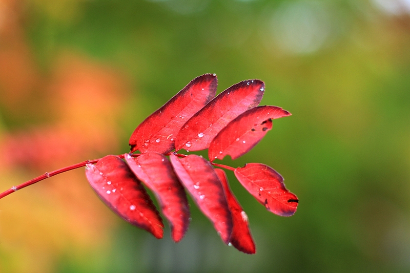 click for enlarge 1920 X 1280 76.5 Kb picture