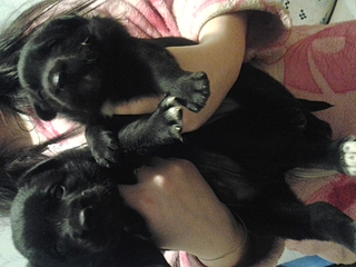 click for enlarge 1920 X 1440 142.2 Kb picture