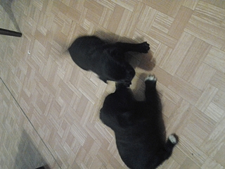 click for enlarge 1920 X 1440 135.0 Kb picture