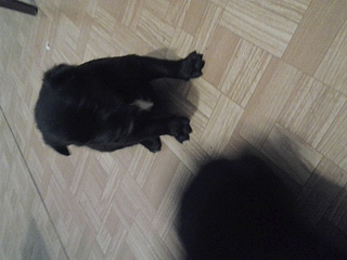 click for enlarge 1920 X 1440 113.3 Kb picture