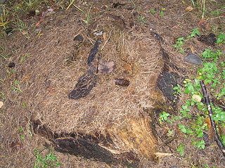 click for enlarge 1920 X 1436 675.5 Kb picture