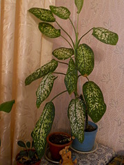 click for enlarge 1920 X 2560 1020.2 Kb picture