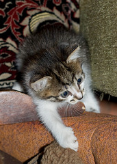 click for enlarge 608 X 852 240.2 Kb picture