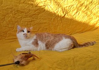 click for enlarge 1920 X 1357 285.5 Kb picture