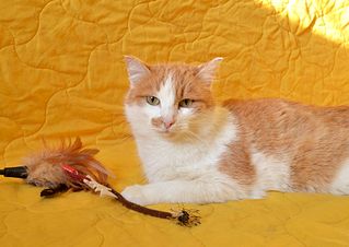 click for enlarge 1920 X 1357 275.3 Kb picture