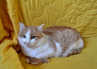 click for enlarge 1920 X 1357 283.4 Kb picture