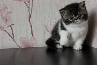click for enlarge 1920 X 1280 347.0 Kb picture