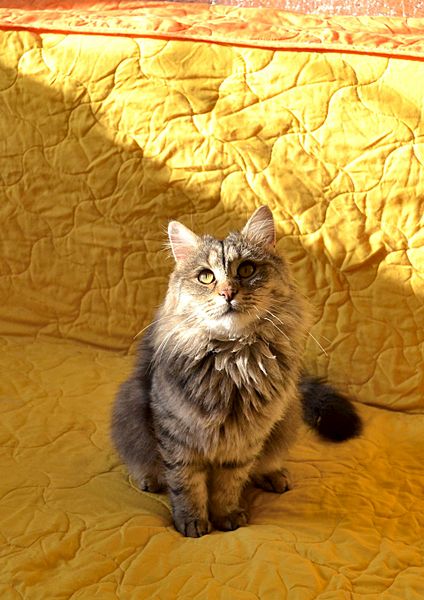 click for enlarge 1919 X 2715 560.0 Kb picture