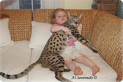 click for enlarge 500 X 333  70.9 Kb picture