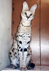 click for enlarge 322 X 470  29.1 Kb picture