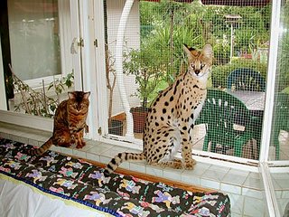 click for enlarge 492 X 369 65.7 Kb picture