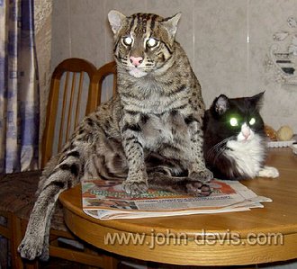 click for enlarge 529 X 480 58.7 Kb picture