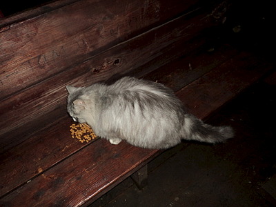 click for enlarge 1920 X 1440 531.8 Kb picture