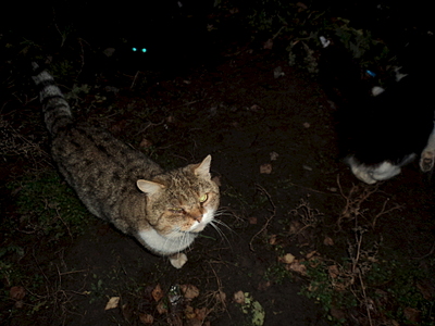 click for enlarge 1920 X 1440 145.3 Kb picture