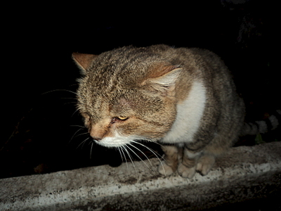 click for enlarge 1920 X 1440 994.6 Kb picture