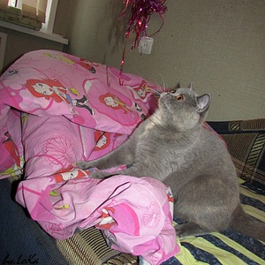 click for enlarge 864 X 864 329.1 Kb picture