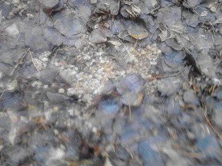 click for enlarge 1920 X 1440 517.0 Kb picture