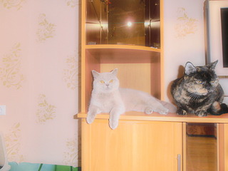 click for enlarge 1920 X 1440 425.3 Kb picture