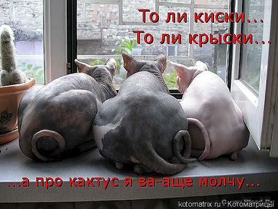 click for enlarge 600 X 450 48.9 Kb picture