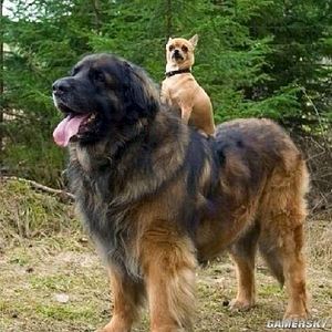 click for enlarge 500 X 500 51.1 Kb picture