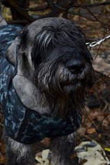 click for enlarge 402 X 604  47.9 Kb picture